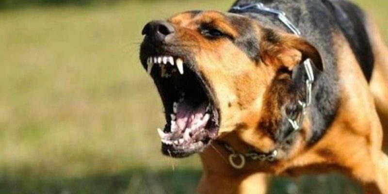 Mơ thấy chó đánh con gì? Mộng thấy bị chó đuổi cảnh báo nguy hiểm
